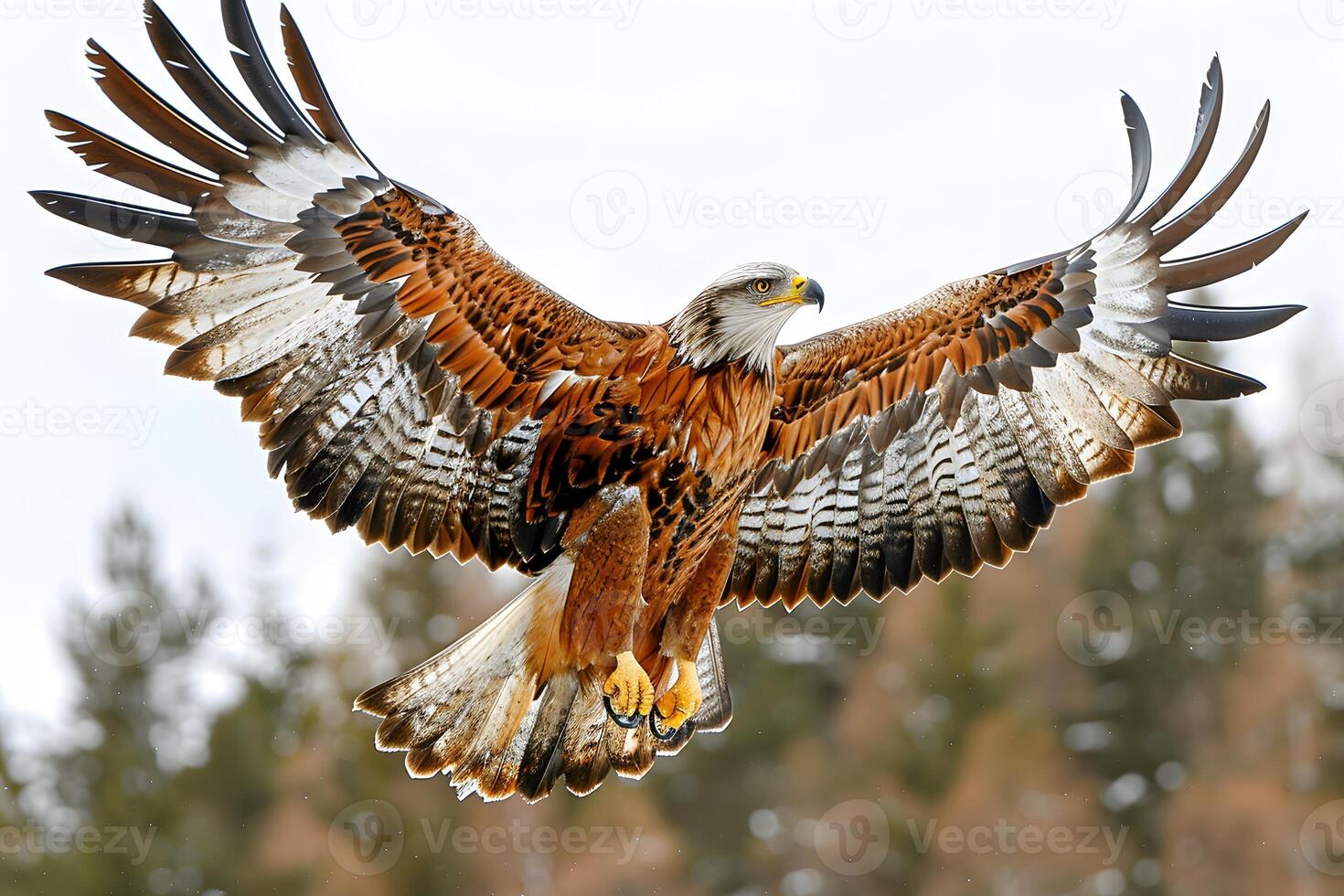 Majestic Red Kite in Flight with Outstretched Wings in Forest Setting photo