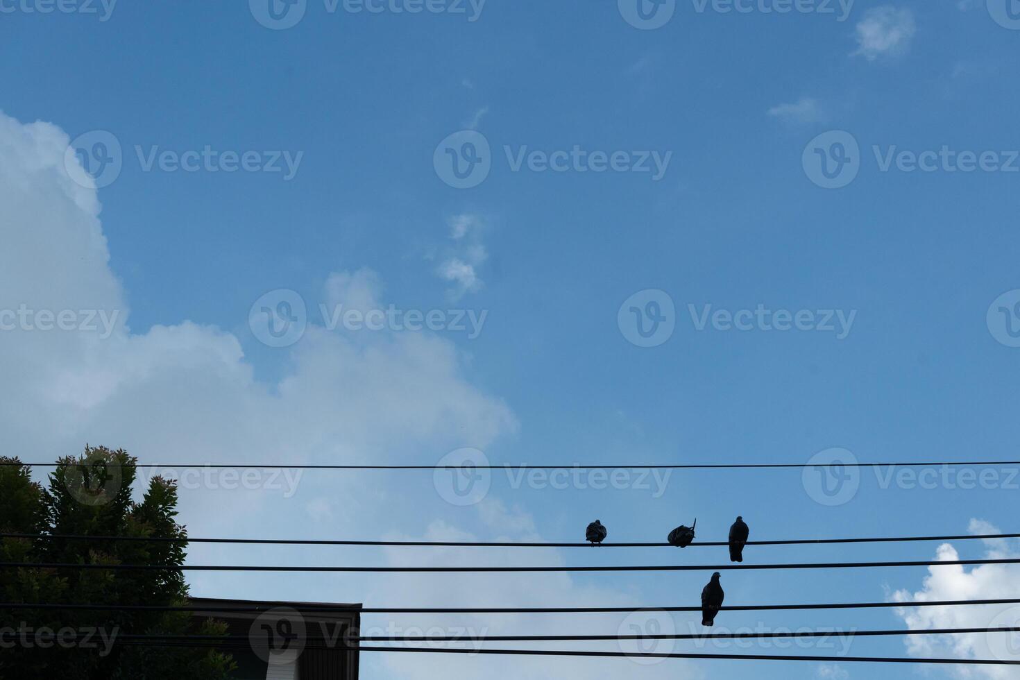 Birds on the wire photo