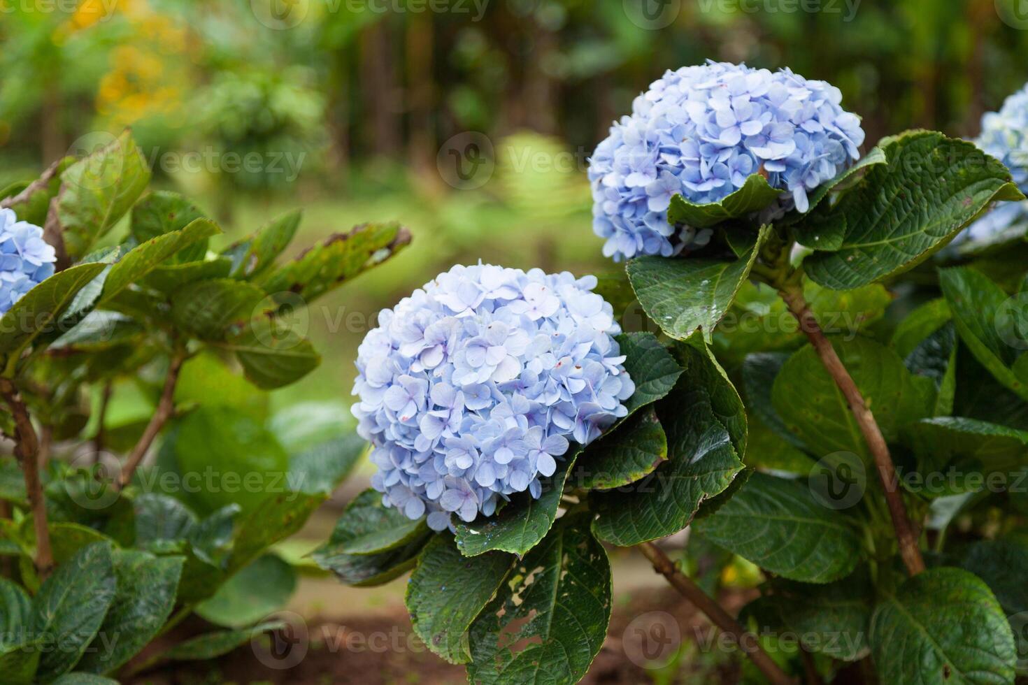 Blue hydrangea flowers in the garden photo