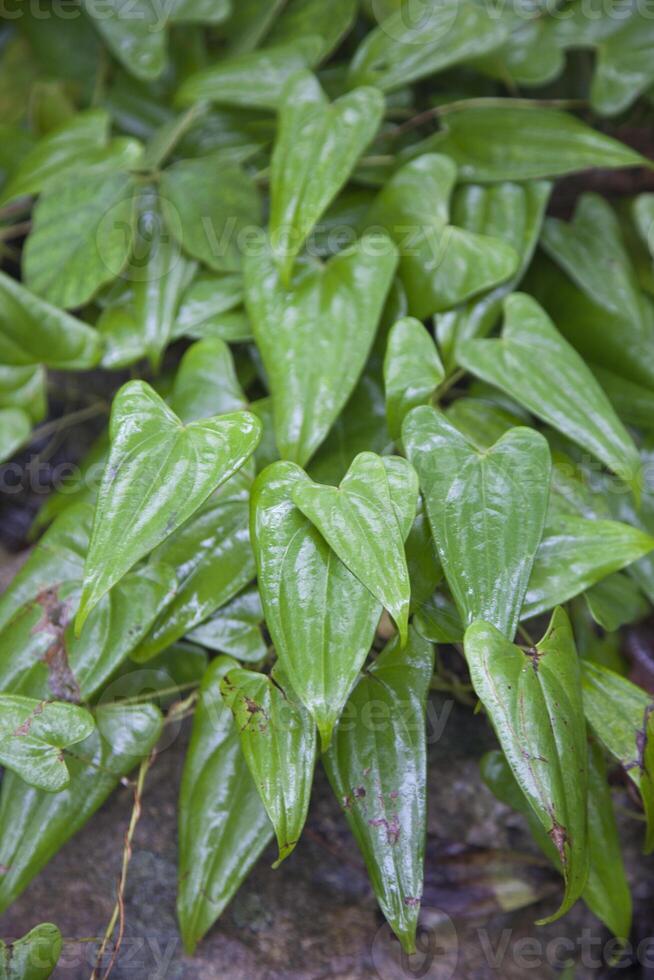 A close up of a plant with green leaves photo