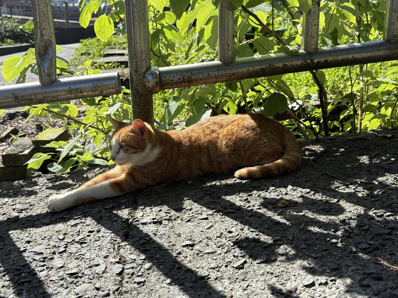 An orange cat lying lazily on the ground basking in the sun next to the green leaves under the railing photo