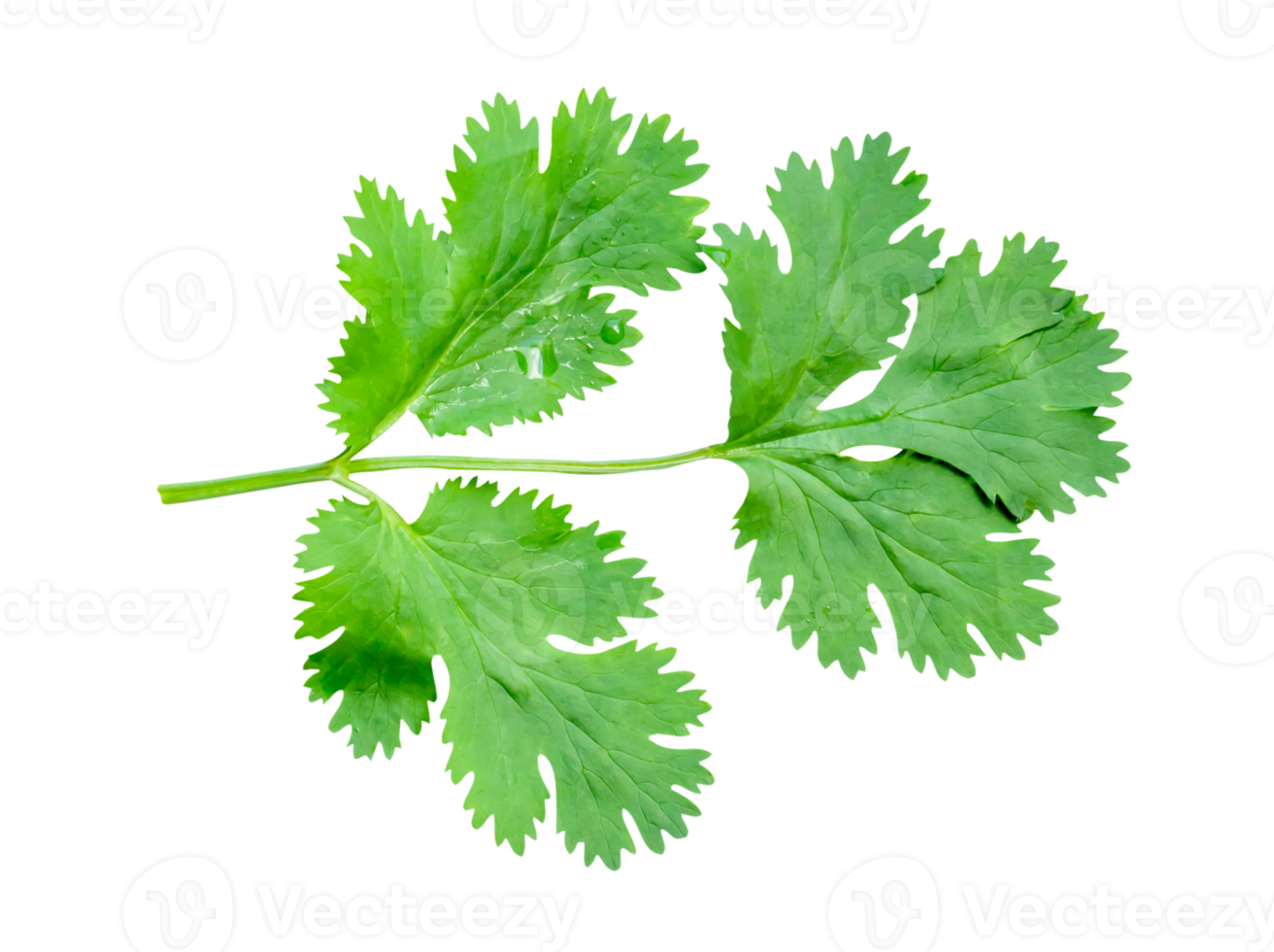 Top view of fresh green coriander leaf isolated in file format png