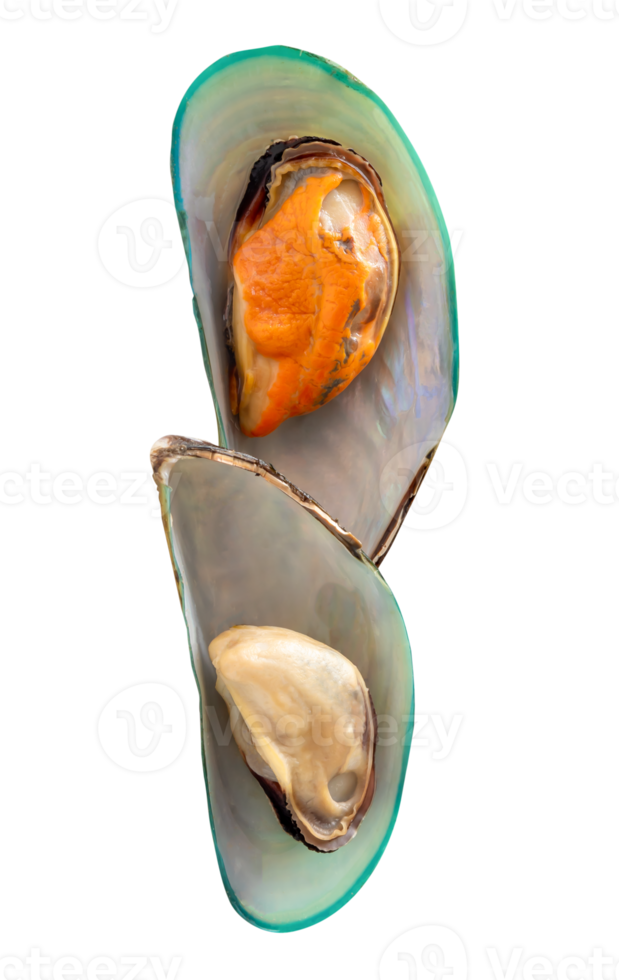 Top view of cooked or steamed green mussels isolated with clipping path in file format png
