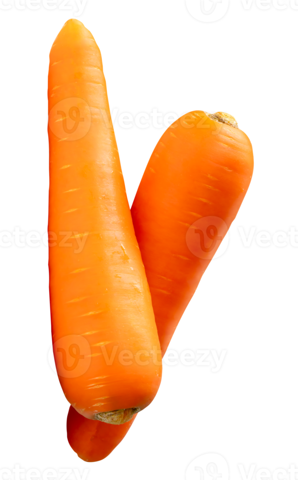 Side view of two fresh orange carrot roots in stack isolated with clipping path in file format png