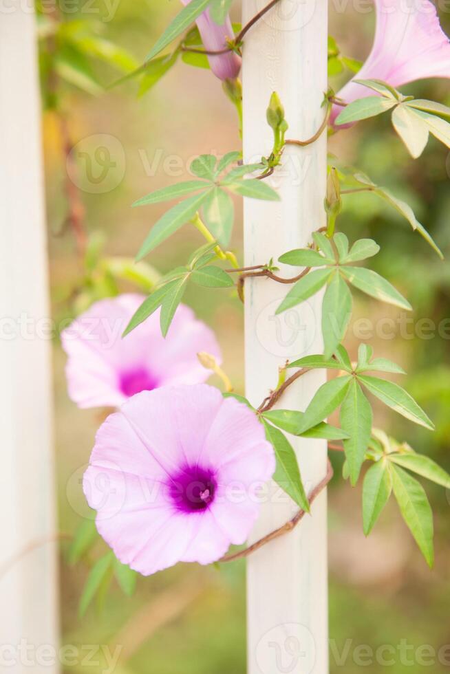 A purple flower is growing on a white fence photo