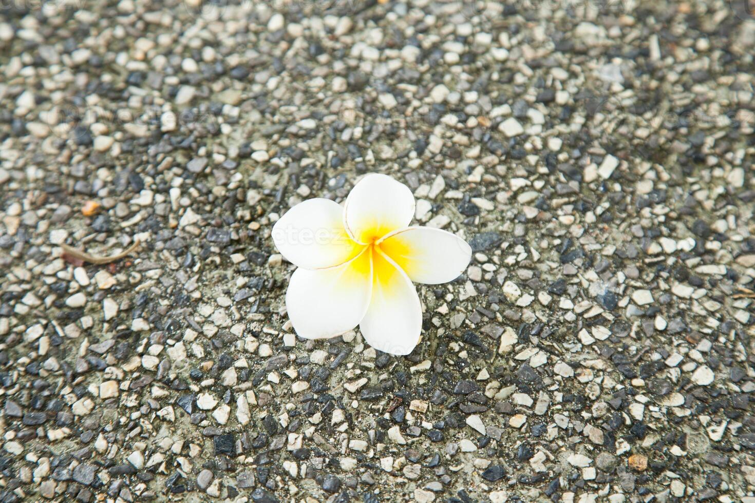 A single white flower sits on the ground photo