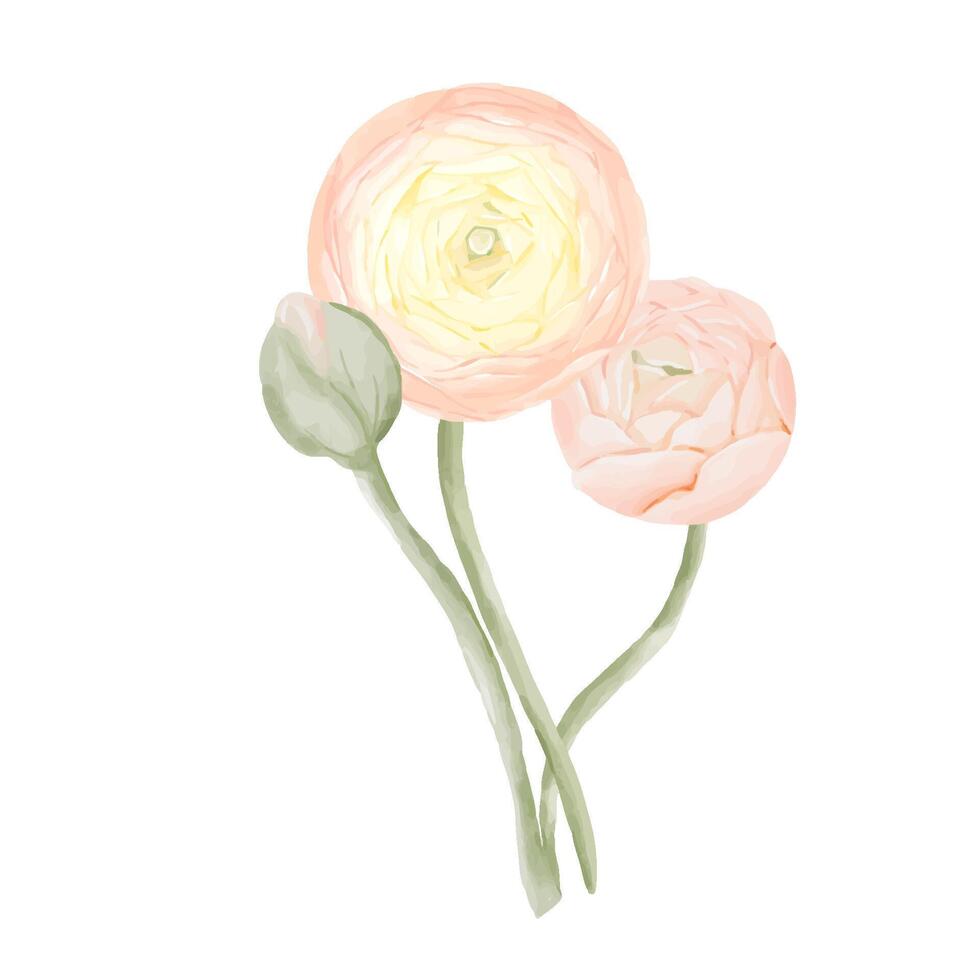 Bouquet of Ranunculus Flowers. Watercolor Hand drawn floral illustration in peach colors isolated on white background. Botanical art for invitations, cards, posters. vector