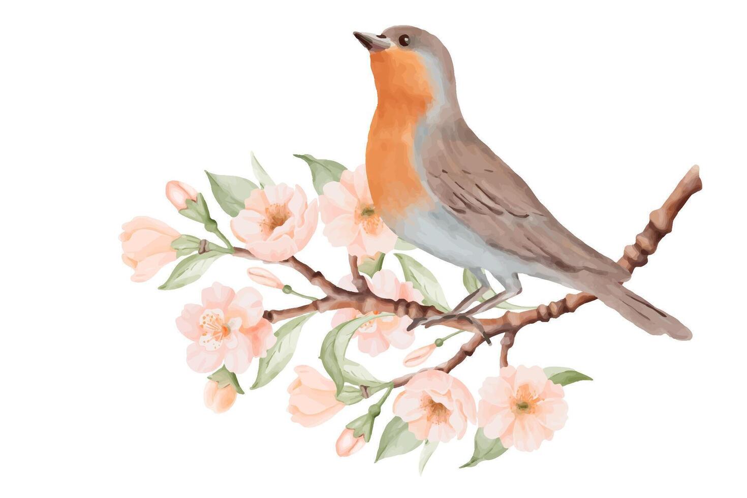 Bird with brown and grey feathers and orange breast sitting on Blossoming Branch with Peach or Cherry Flowers. Spring Composition for Bird Day. Hand drawn watercolor illustration on a white background vector