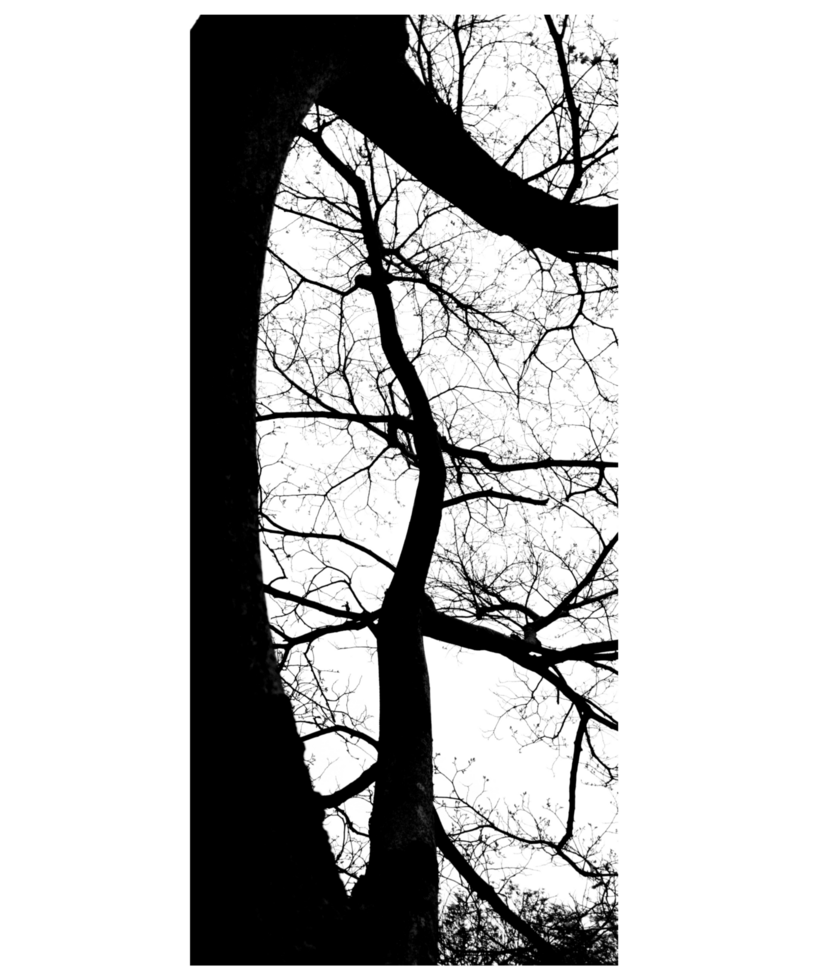 Black and white photograph of a tree with no leaves png