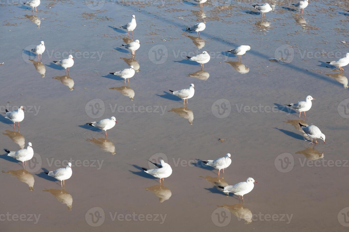 A flock of birds standing in a shallow body of water photo
