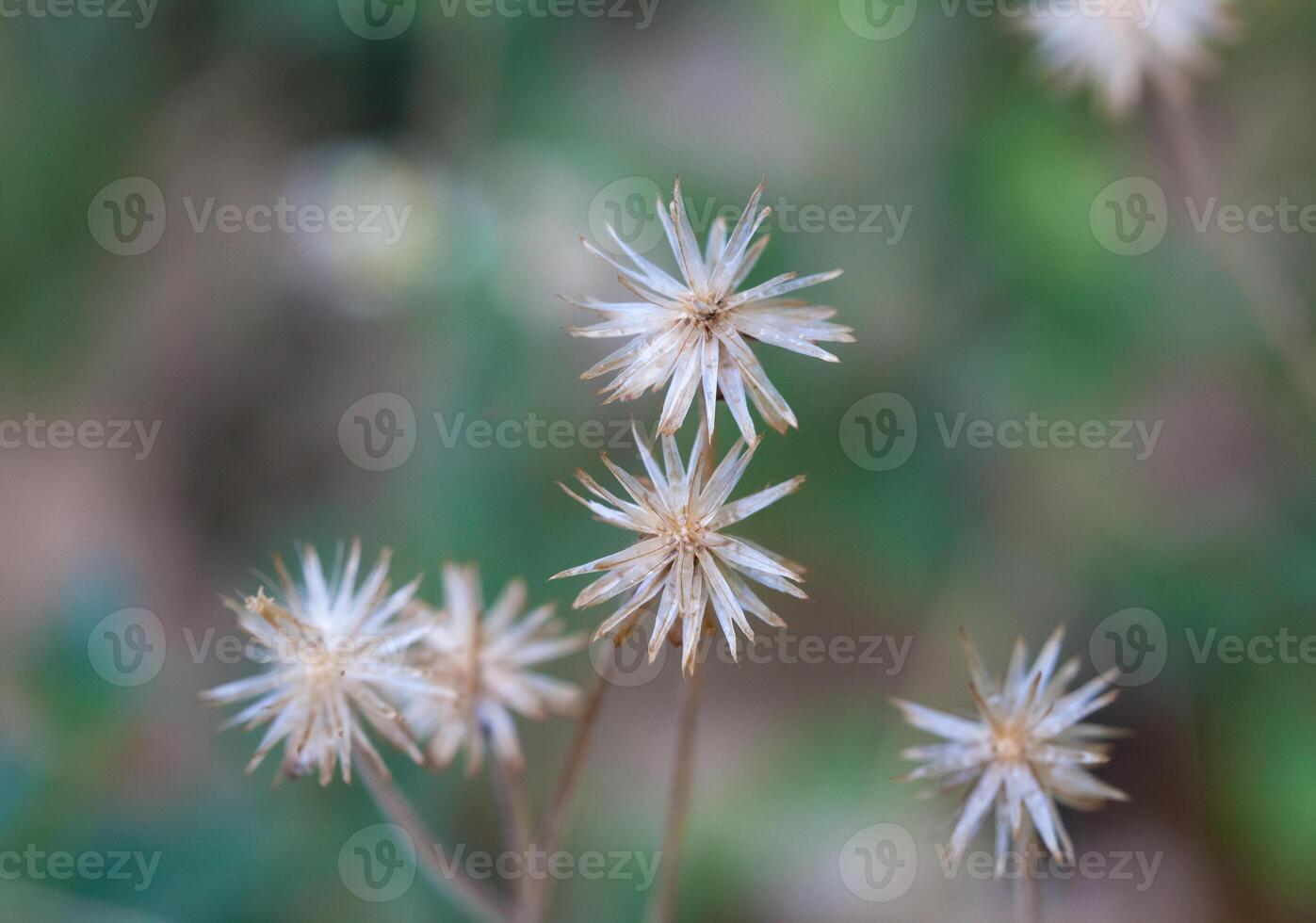 A close up of some dried flowers photo