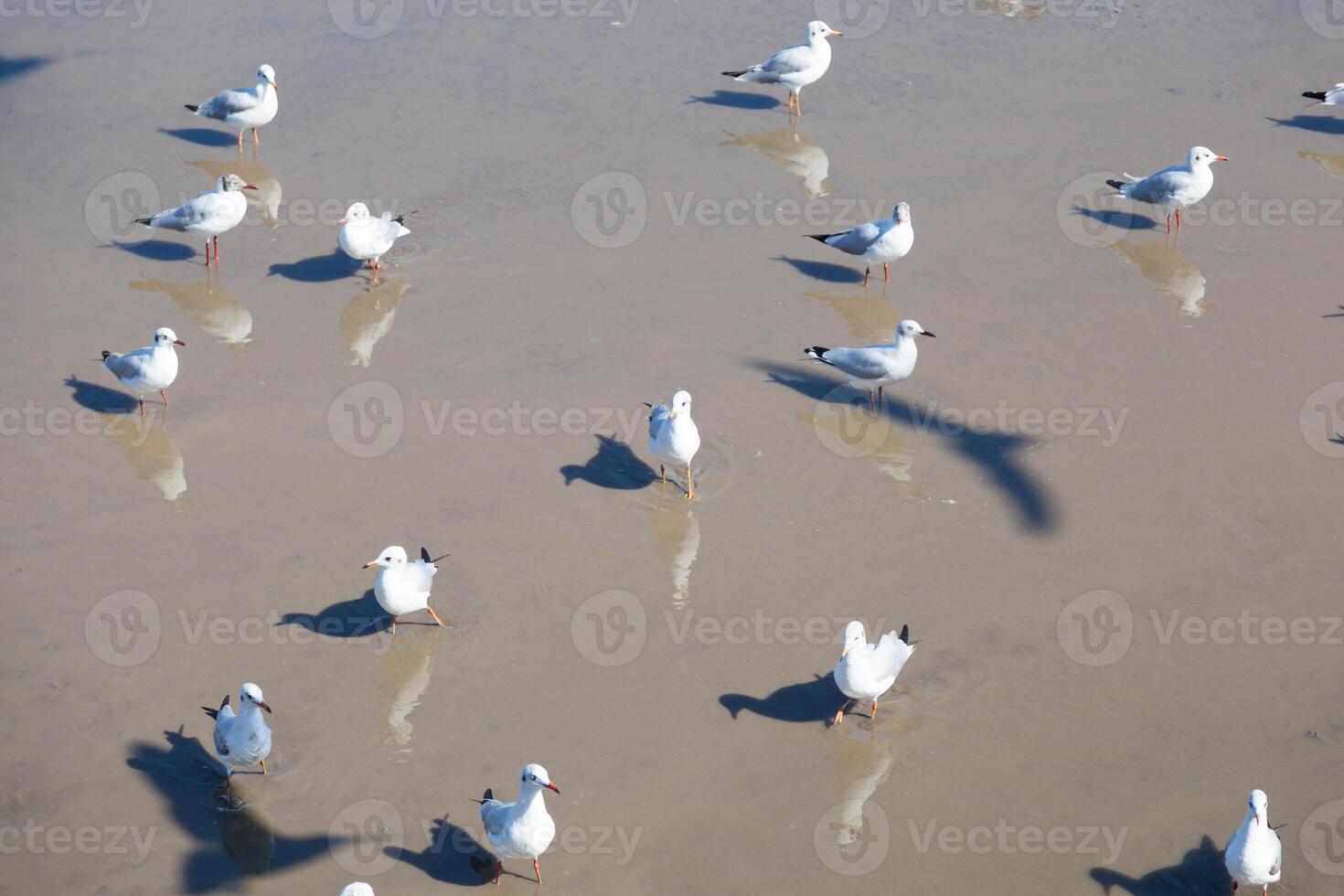 A flock of birds standing in shallow water photo