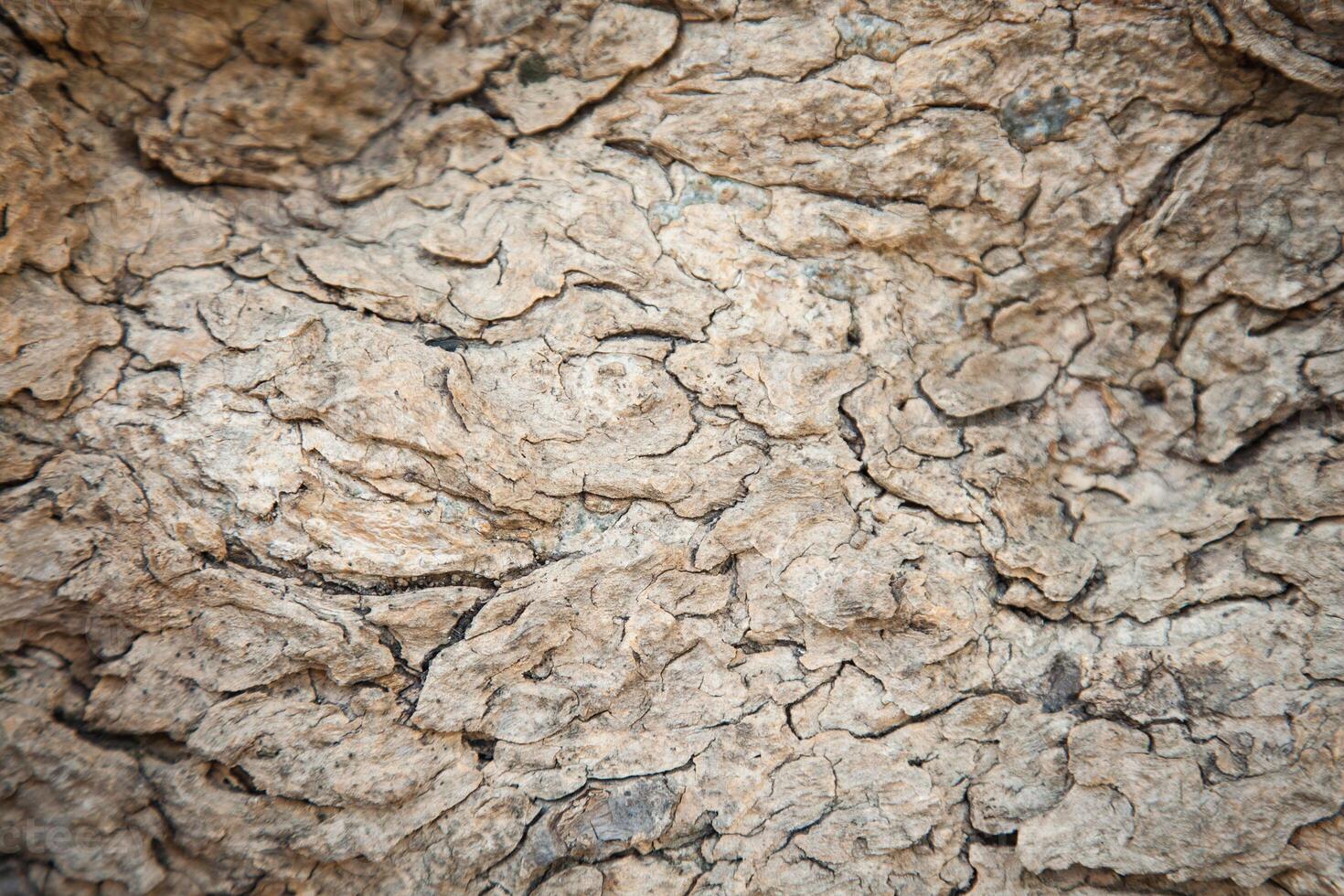 A close up of a rock with some cracks photo