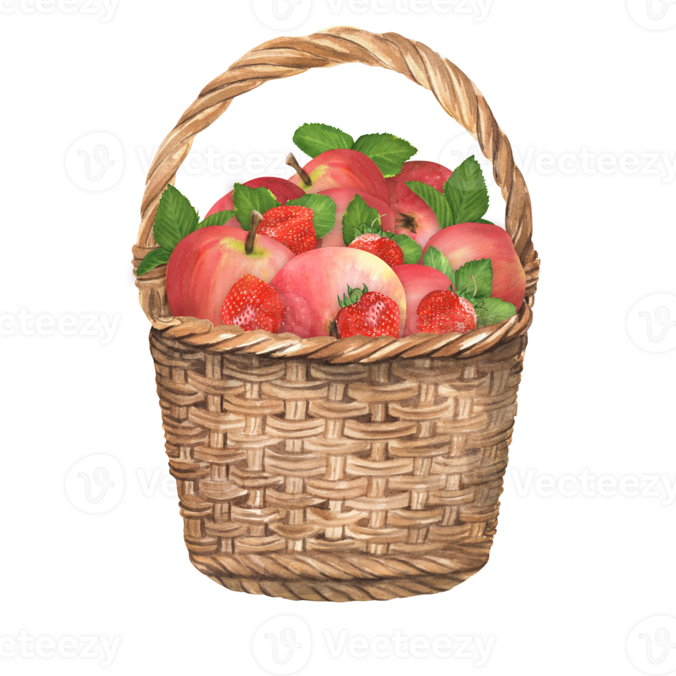 A wicker garden basket with red apples and strawberries. Fruit and berries. Hand-drawn watercolor png