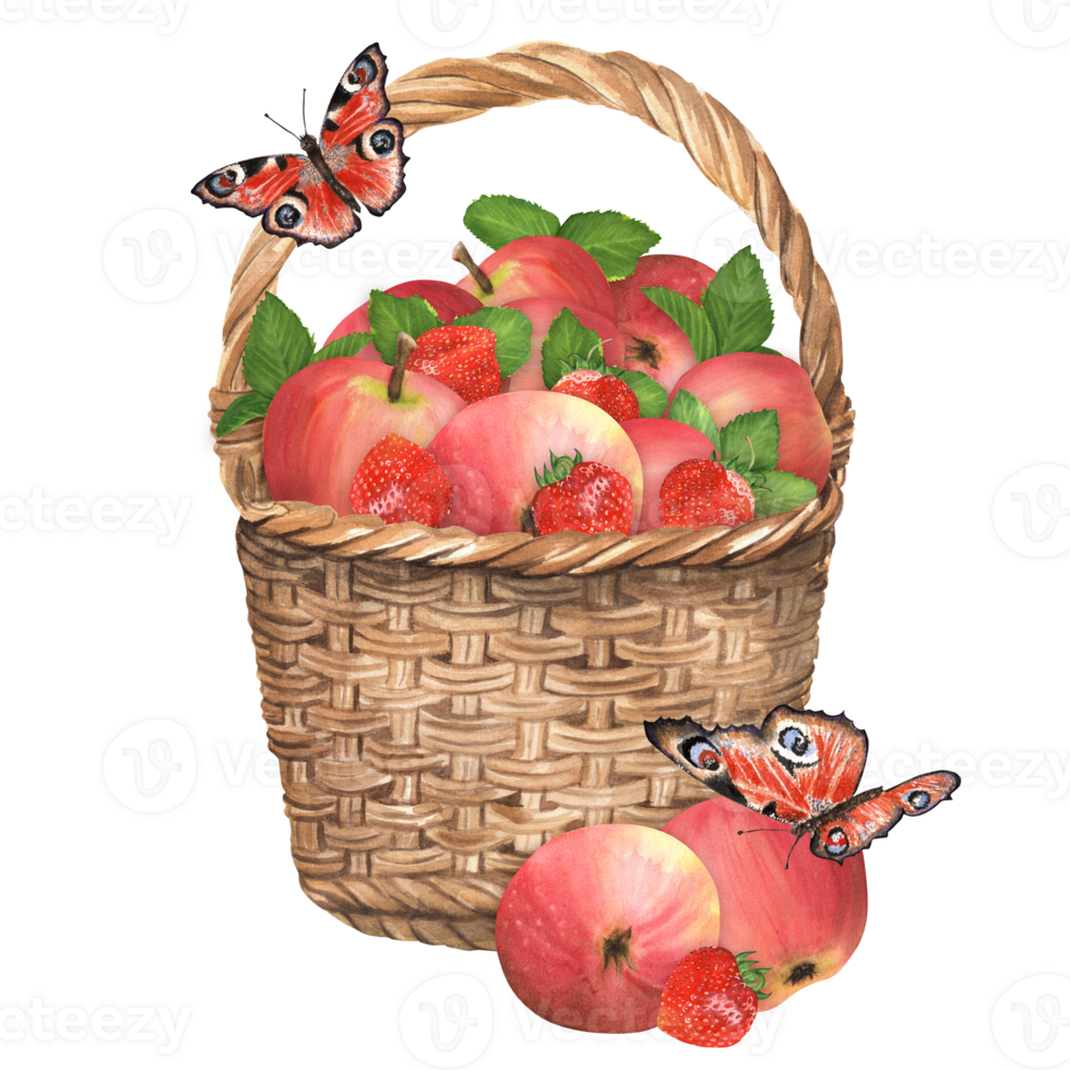 A wicker garden basket with red apples and strawberries. Peacock butterflies. Hand-drawn watercolor png