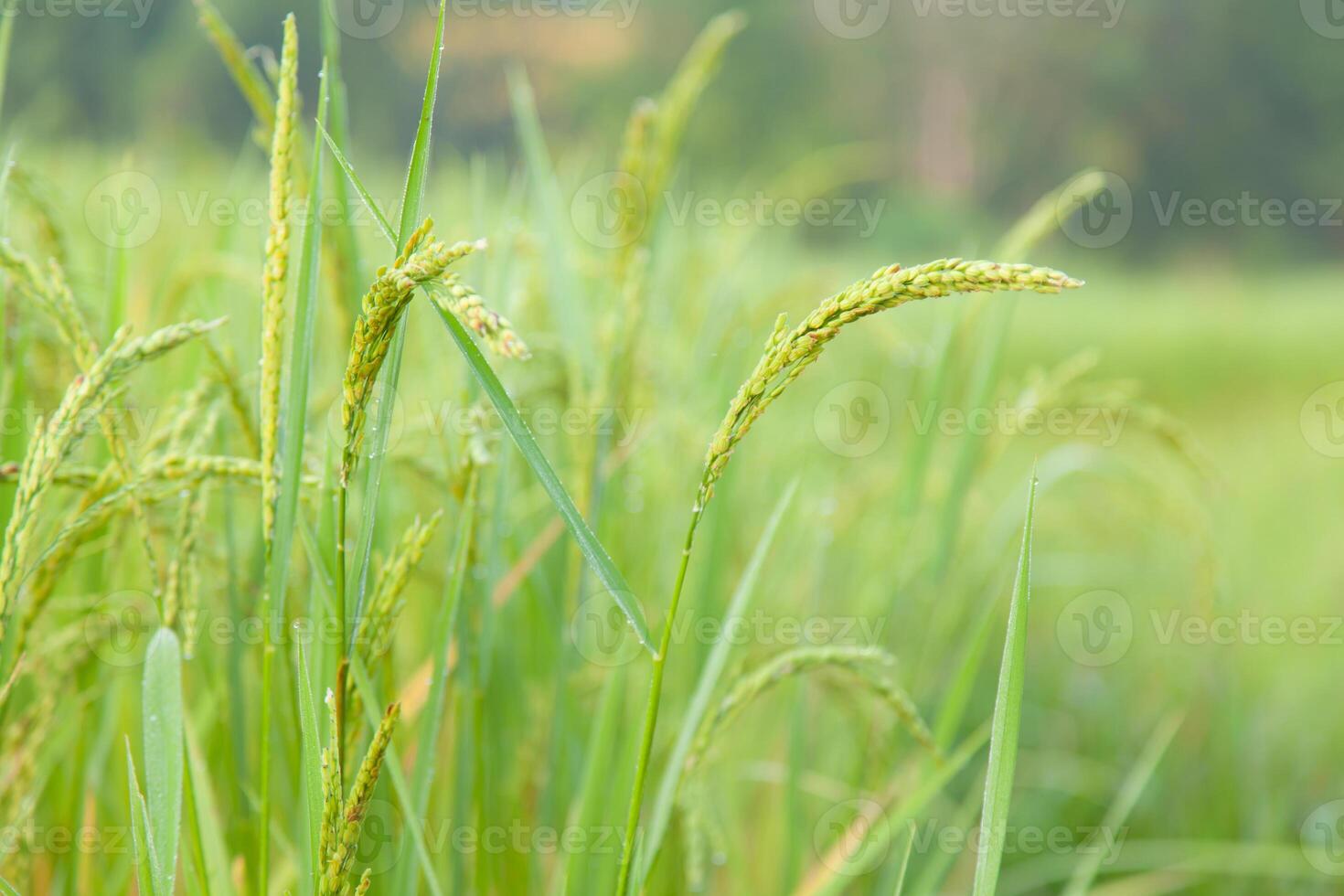 Rice field in the morning photo