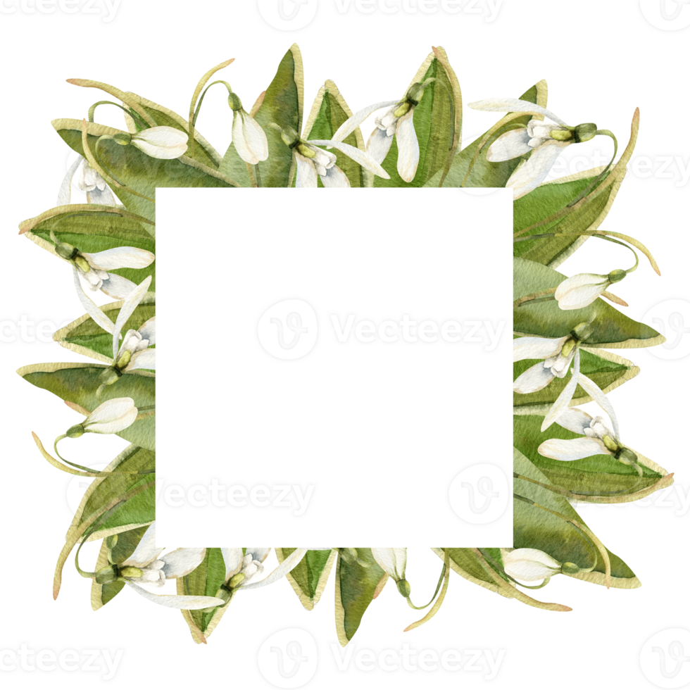 Snowdrops flower square banner with spring first white flowers and green leaves watercolor illustration. Hand drawn floral frame with romantic blooming elements for festive card,label ,logo design png