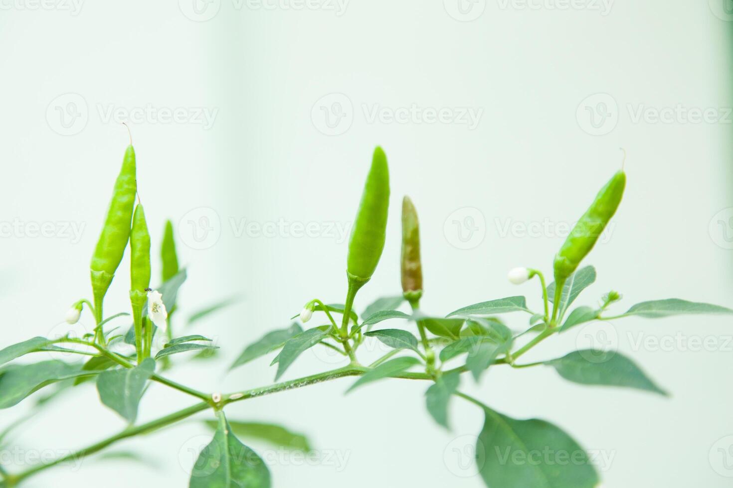 A plant with green peppers growing on it photo