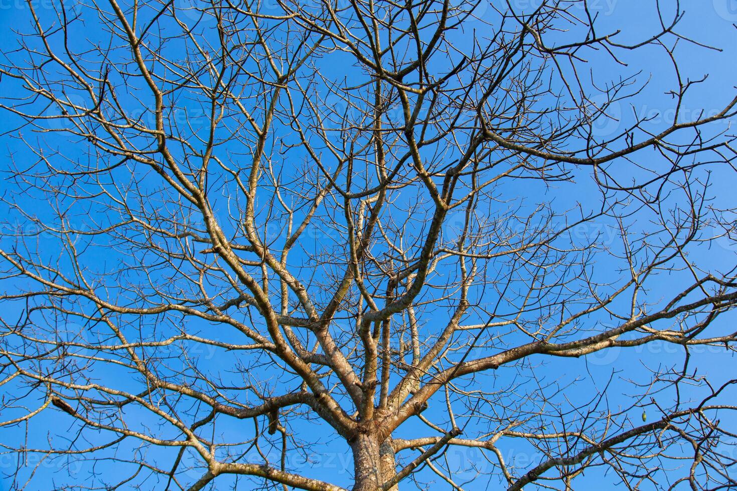 A bare tree with no leaves against a blue sky photo