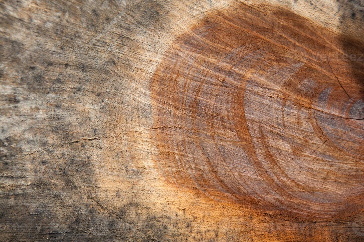 A close up of a tree trunk with a circular hole photo