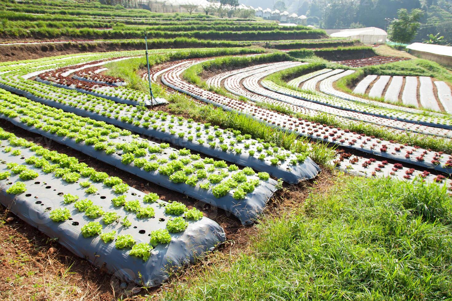 A field of green vegetables growing in rows photo