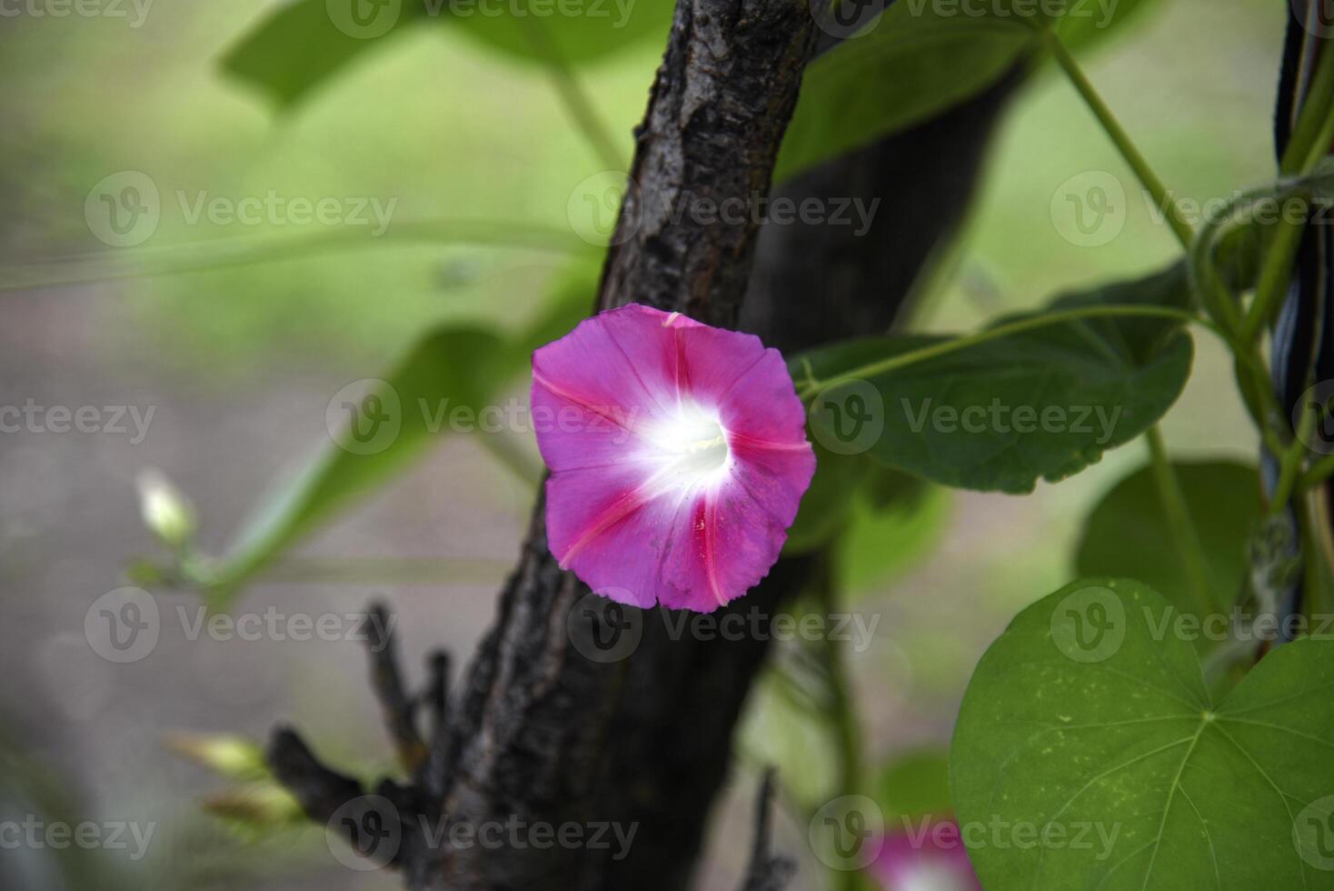 A pink flower in the greenery. A pale pink Ipomoea flower. photo