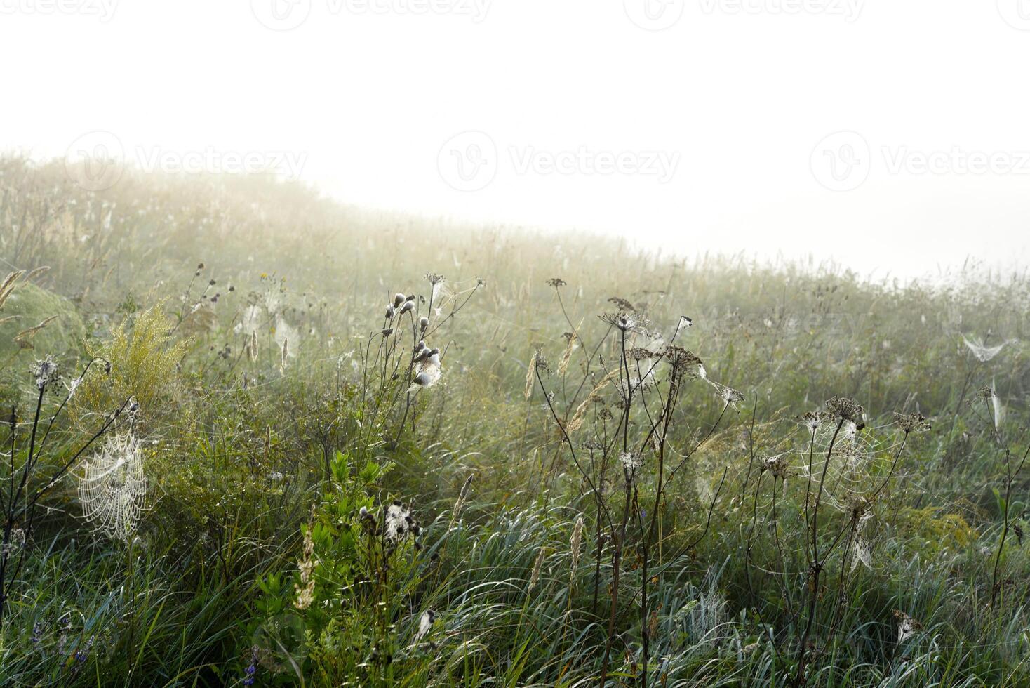 Cobwebs in the dew in the morning in the field. The spider's web. photo