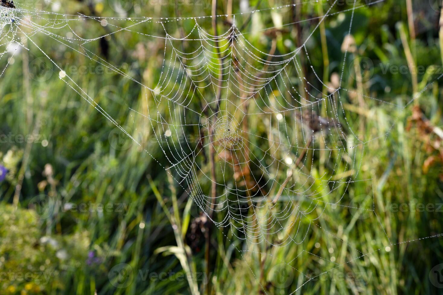 Cobwebs in the dew in the morning in the field. The spider's web. photo