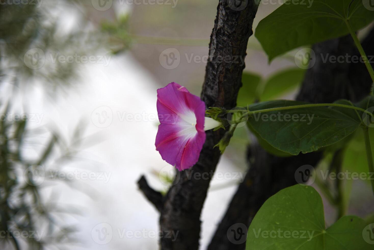 A pink flower in the greenery. A pale pink Ipomoea flower. photo