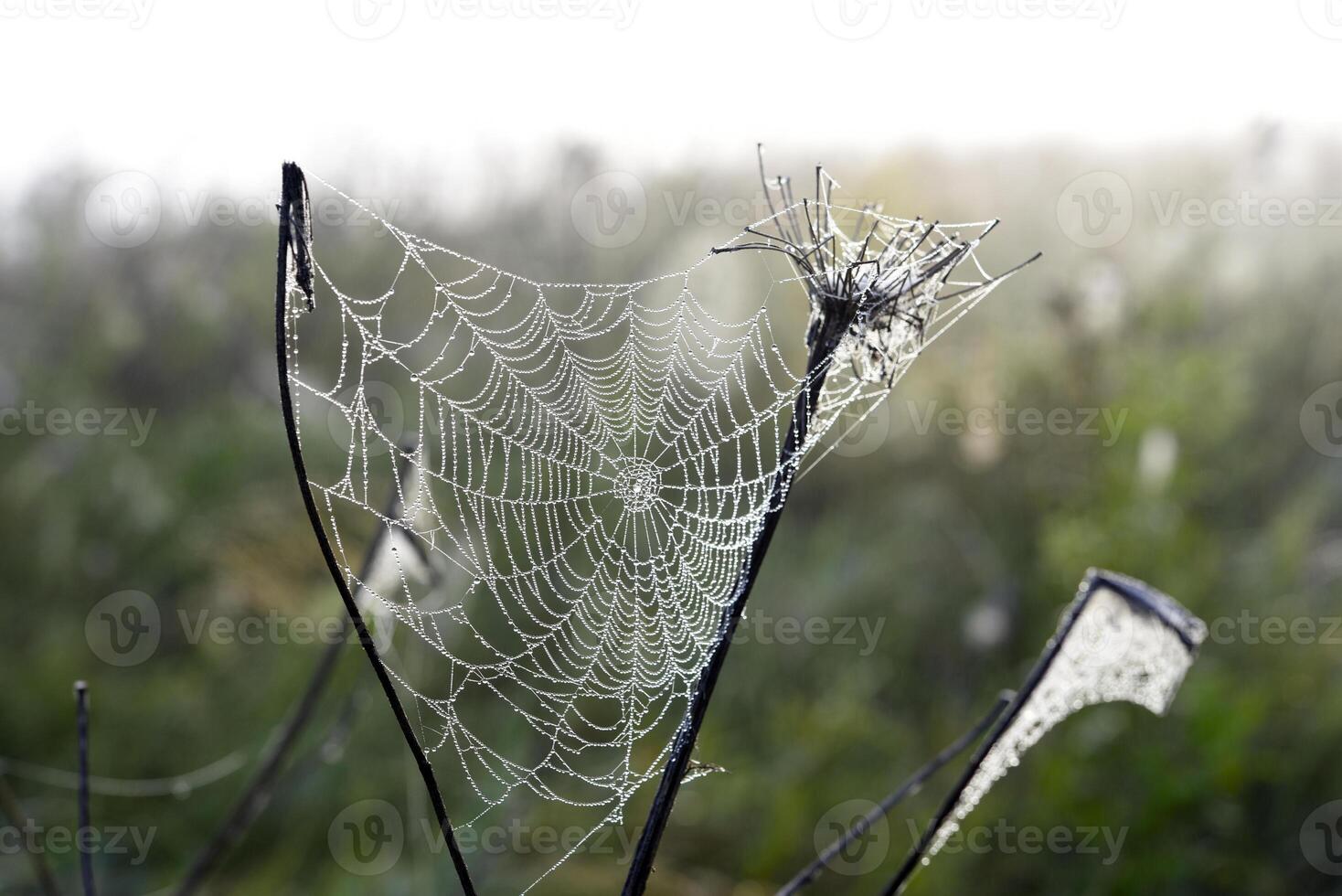 Cobwebs in the dew in the morning in the field. The spider's web. photo