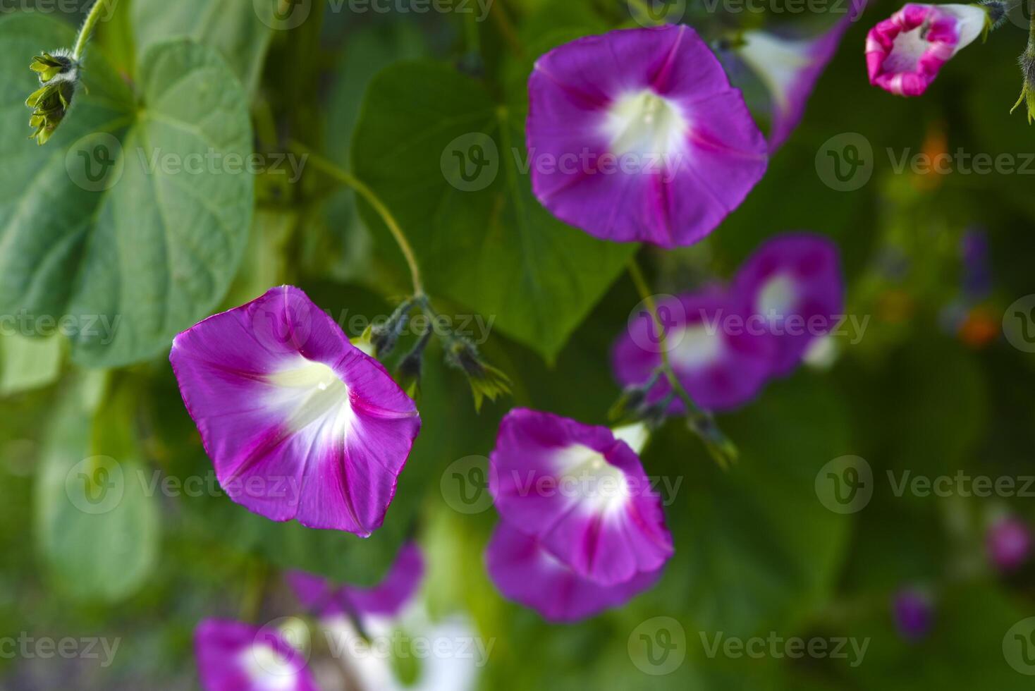 A pink flower in the greenery. A pale pink Ipomoea flower. photo