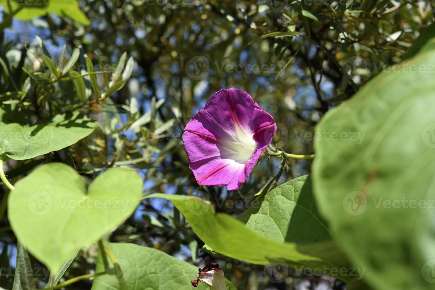A pink flower in the greenery. A pale pink Ipomoea flower. photo