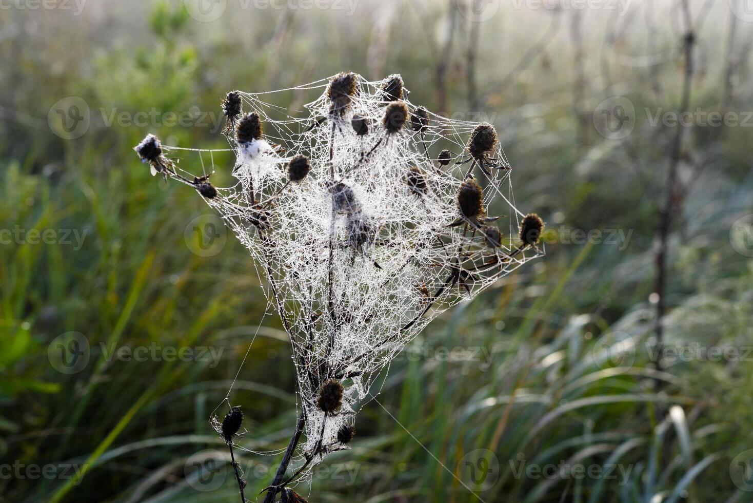 Cobwebs in the dew in the morning in the field. The spider's web. photo