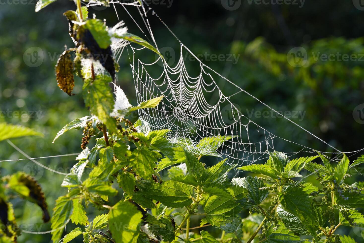 Cobwebs in the dew in the morning in the field. The spider's web. photo