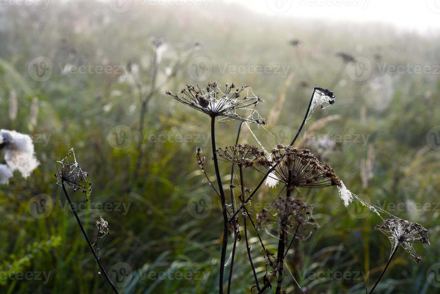 Cobwebs in the dew in the morning in the field. The spider's web. photo