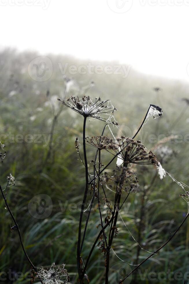 Cobwebs in the dew in the morning in the field. The spider's web. photo