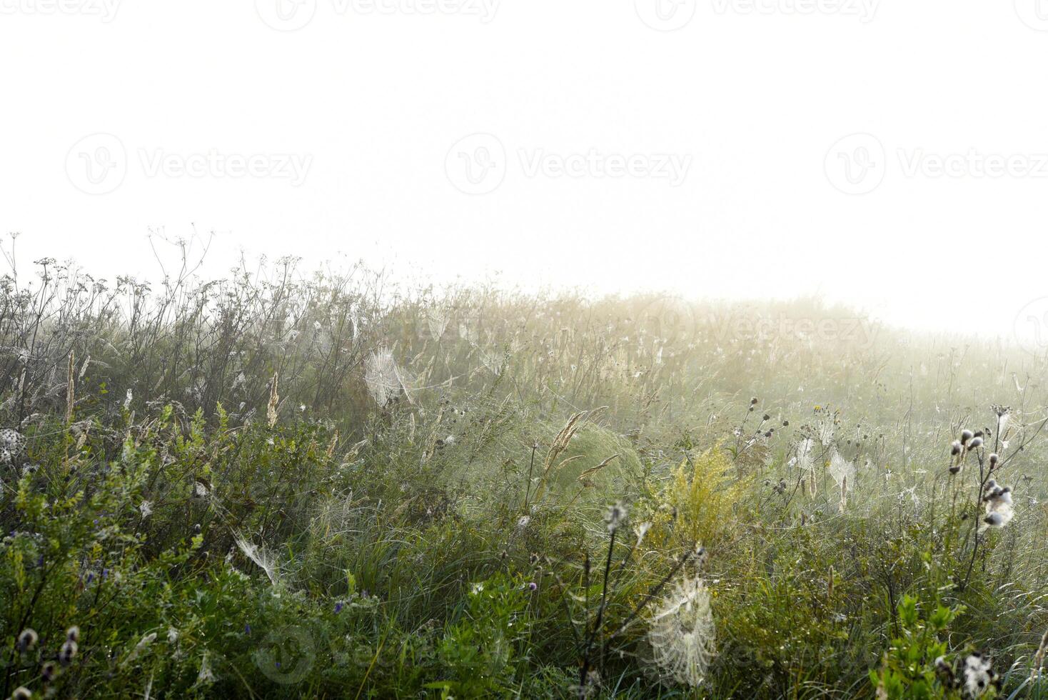 Cobwebs in the dew in the morning in the field. The spider's web. photo