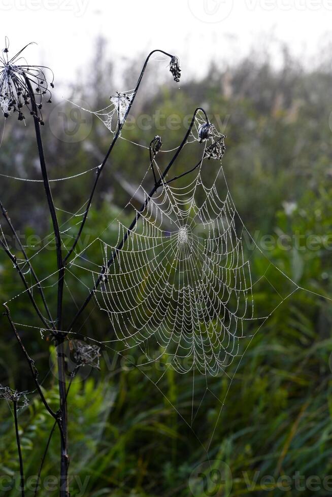 Cobwebs in the dew in the morning in the field. The spider's web. photo
