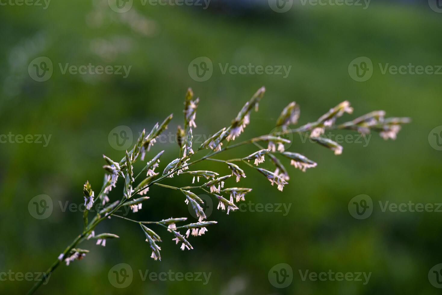 A cereal plant on a background of grass. Bromus inermis. A field plant. photo