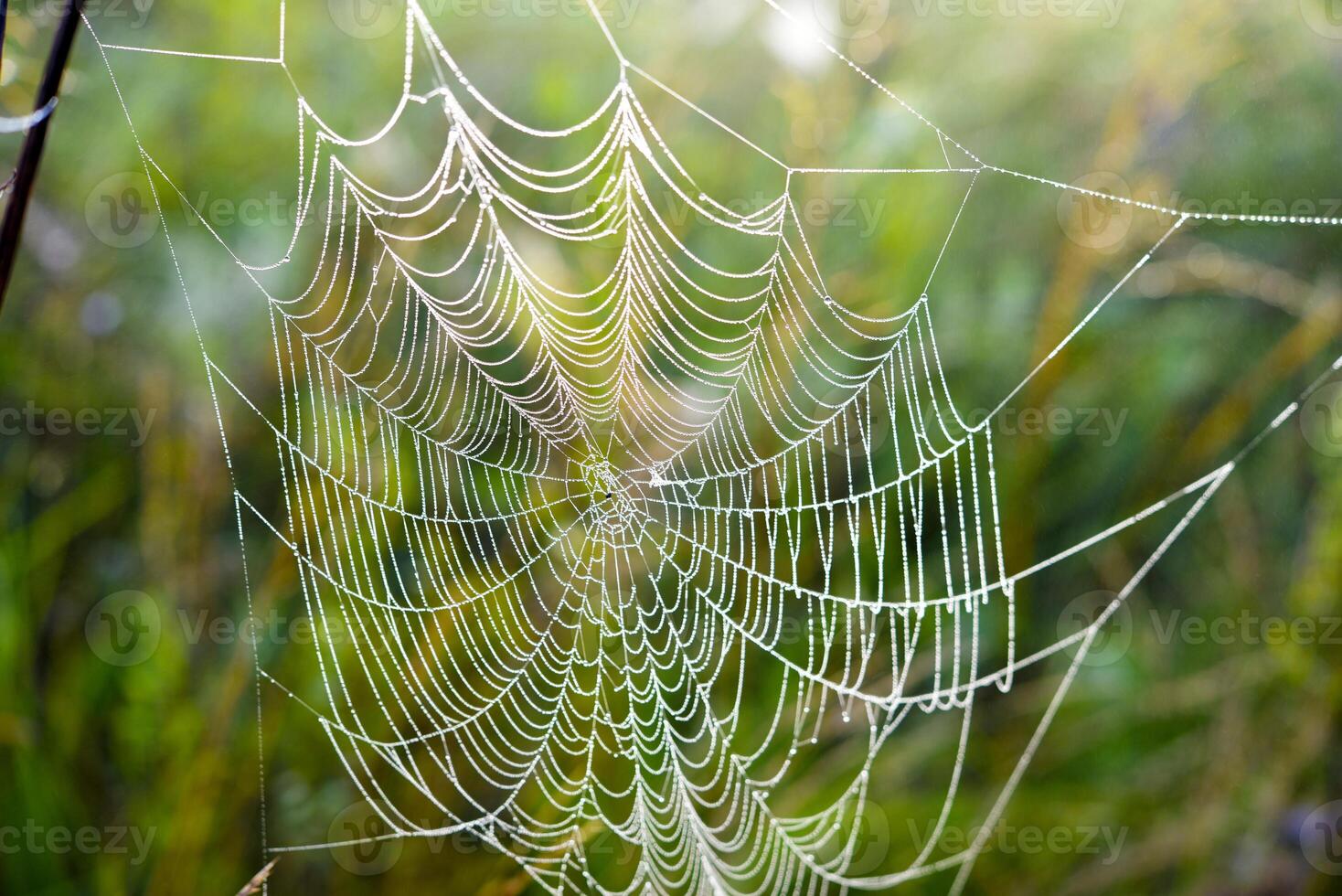 Cobwebs in the dew in the morning in the field. The spider's web. photo
