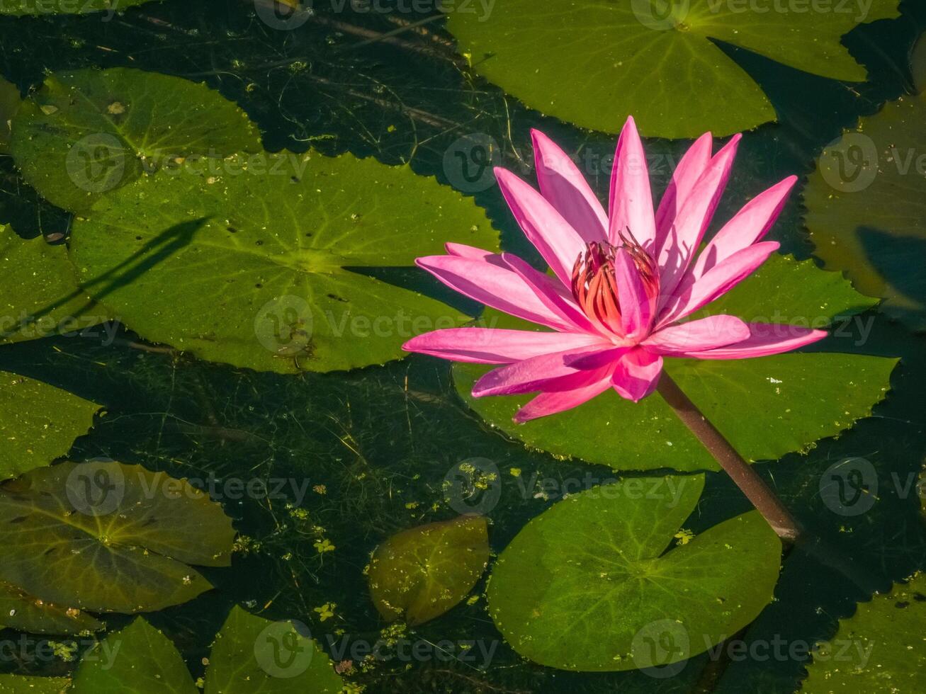 Beautiful lily lotus flower in a pond photo