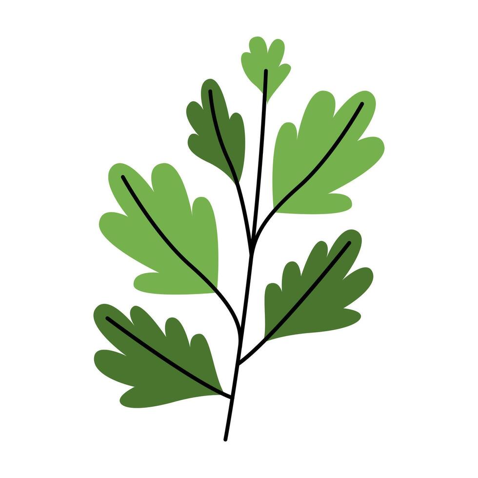Celery Leaf Illustration vector