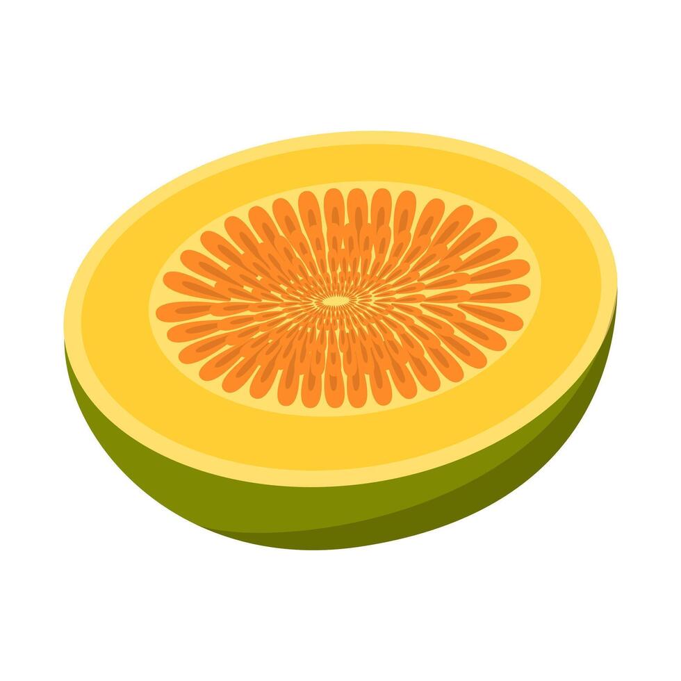 Melon Fruit Illustration vector