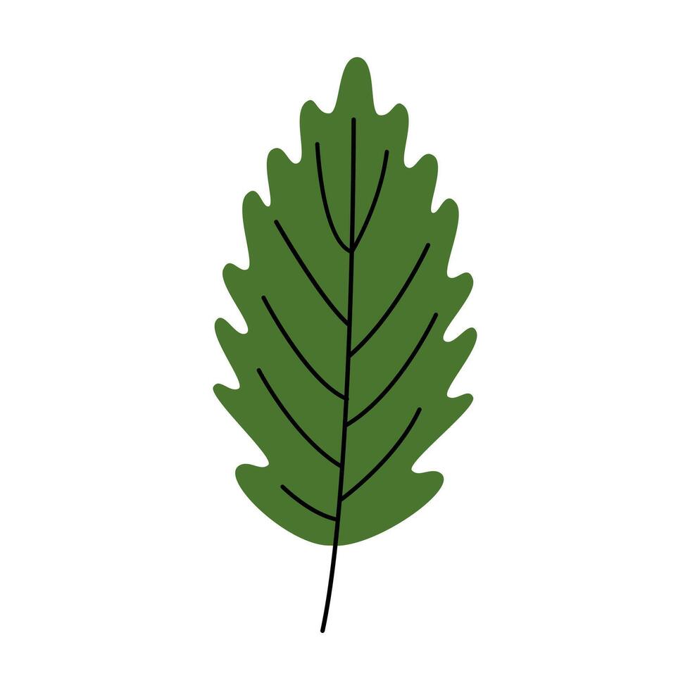 Oak Leaf Illustration vector