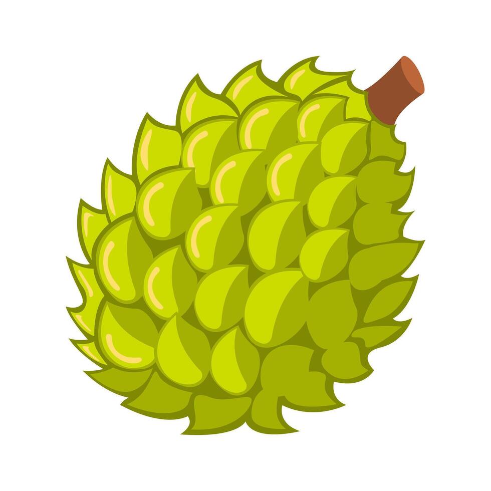 Durian Fruit Illustration vector