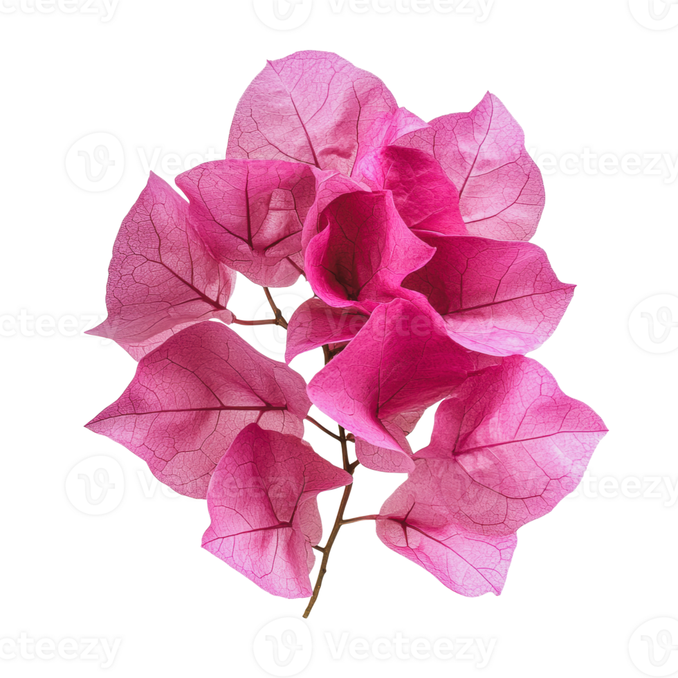 Bright pink bougainvillea flowers arranged beautifully on a white background png