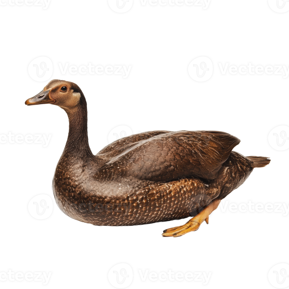 A brown duck resting on a clean white background png