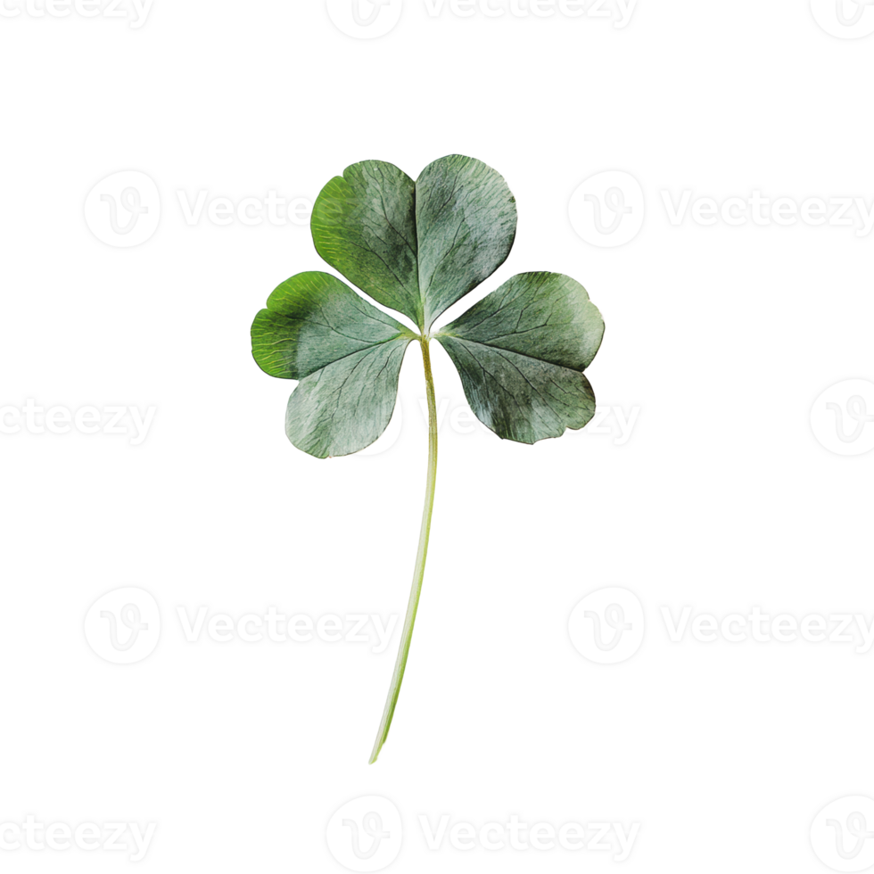 Four-leaf clover on a white background showcasing unique leaf structure and coloration png