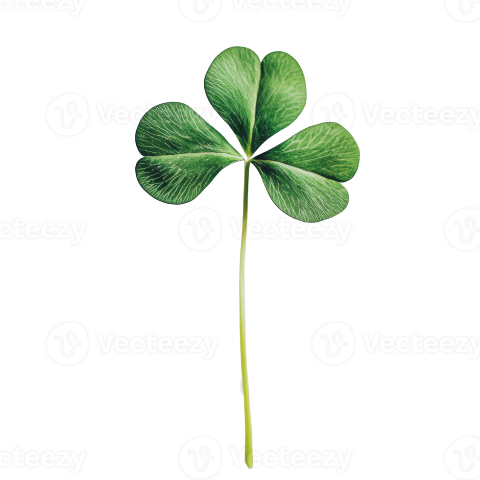 A close-up view of a vibrant green four-leaf clover on a plain background png