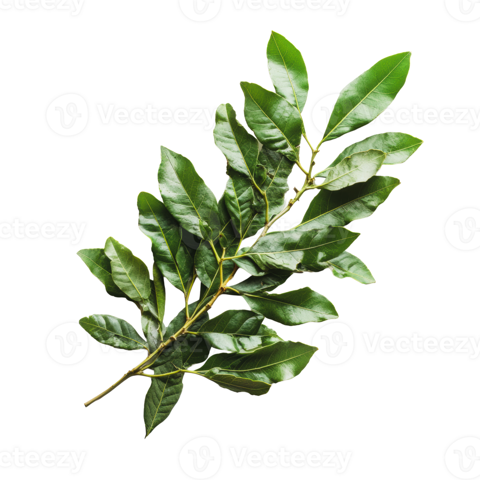 Fresh green bay leaves on a white background png
